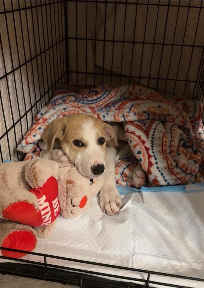 Enlarge Howie, a Adoptable mixed breed in Colorado Springs, CO image 4/6