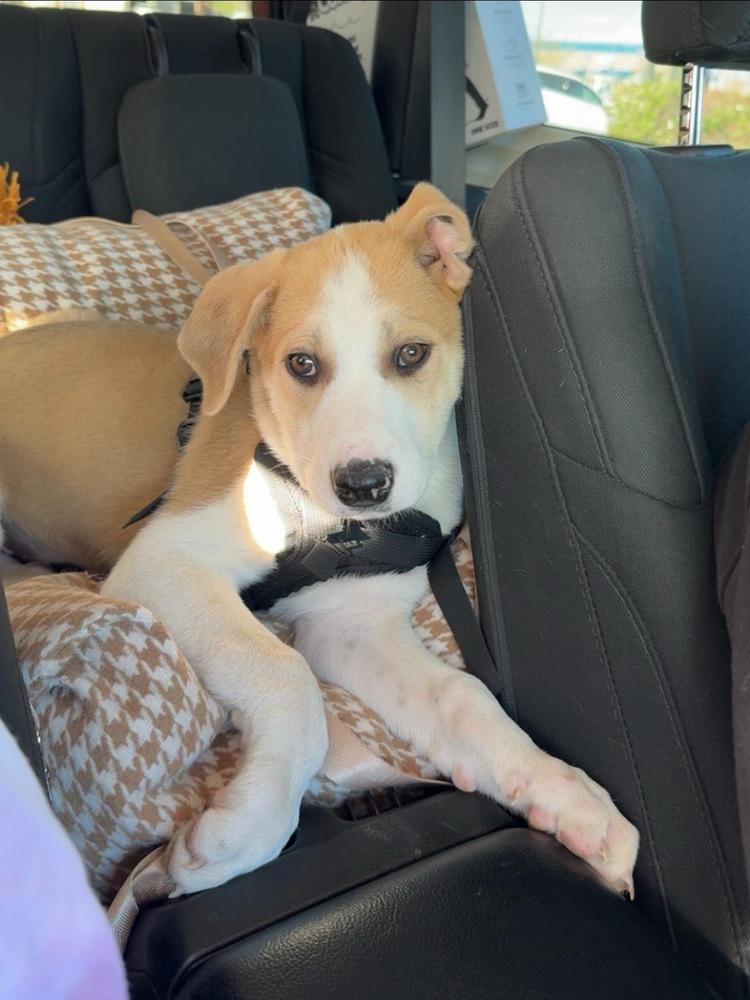 Enlarge Howie, a Adoptable mixed breed in Colorado Springs, CO image 5/6