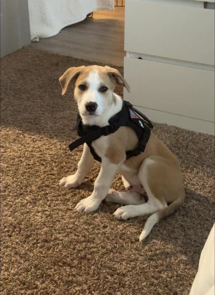 Enlarge Howie, a Adoptable mixed breed in Colorado Springs, CO image 6/6