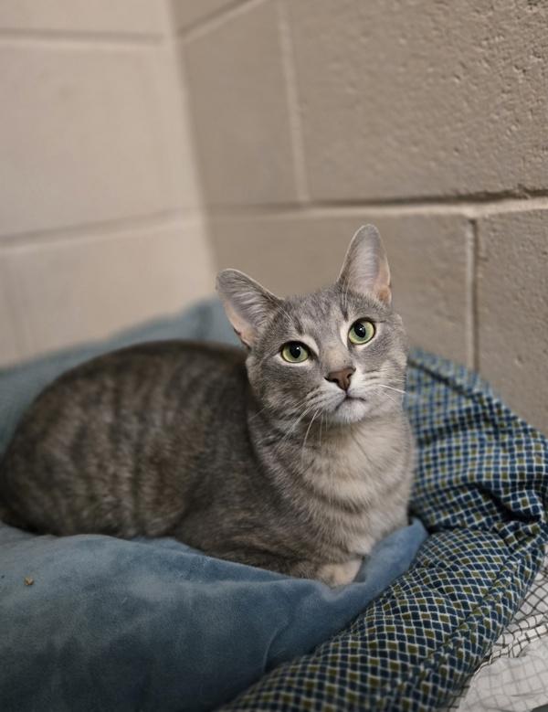 Enlarge Gaston, a ADOPTABLE Domestic Short Hair in Bowmanville, ON image 2/2