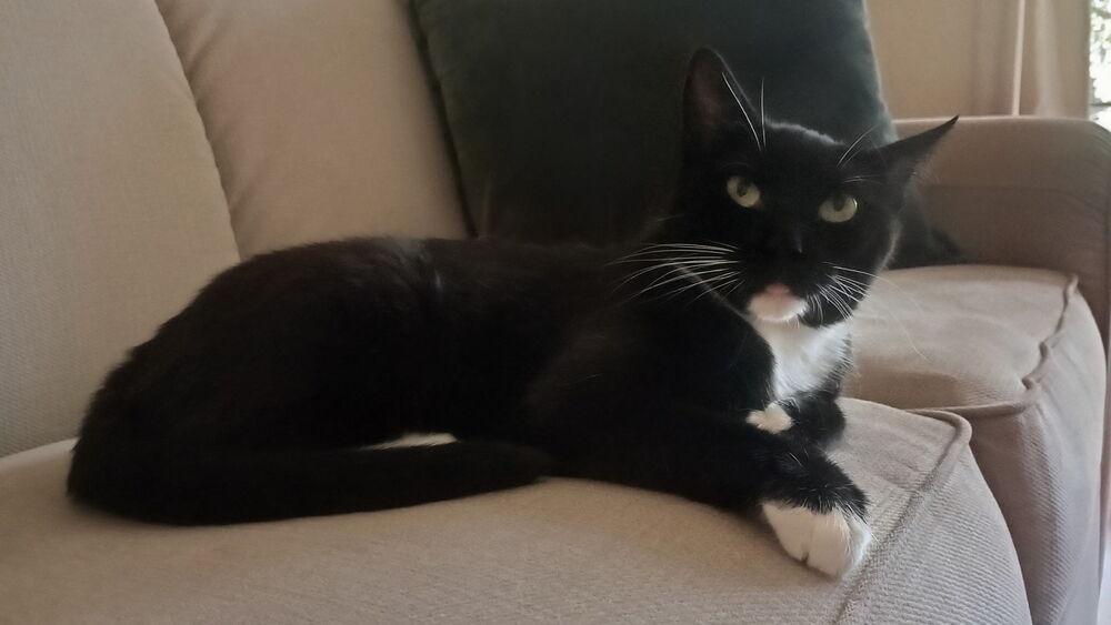Willow HD, Adoptable, Adult Female Domestic Short Hair.
