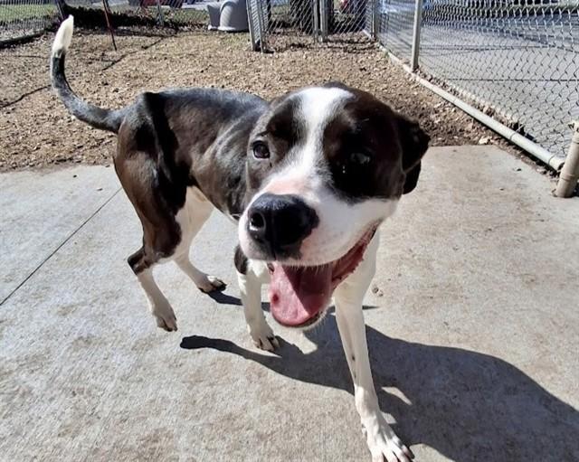 Enlarge TANGO, a Adoptable mixed breed in Olathe, KS image 1/1