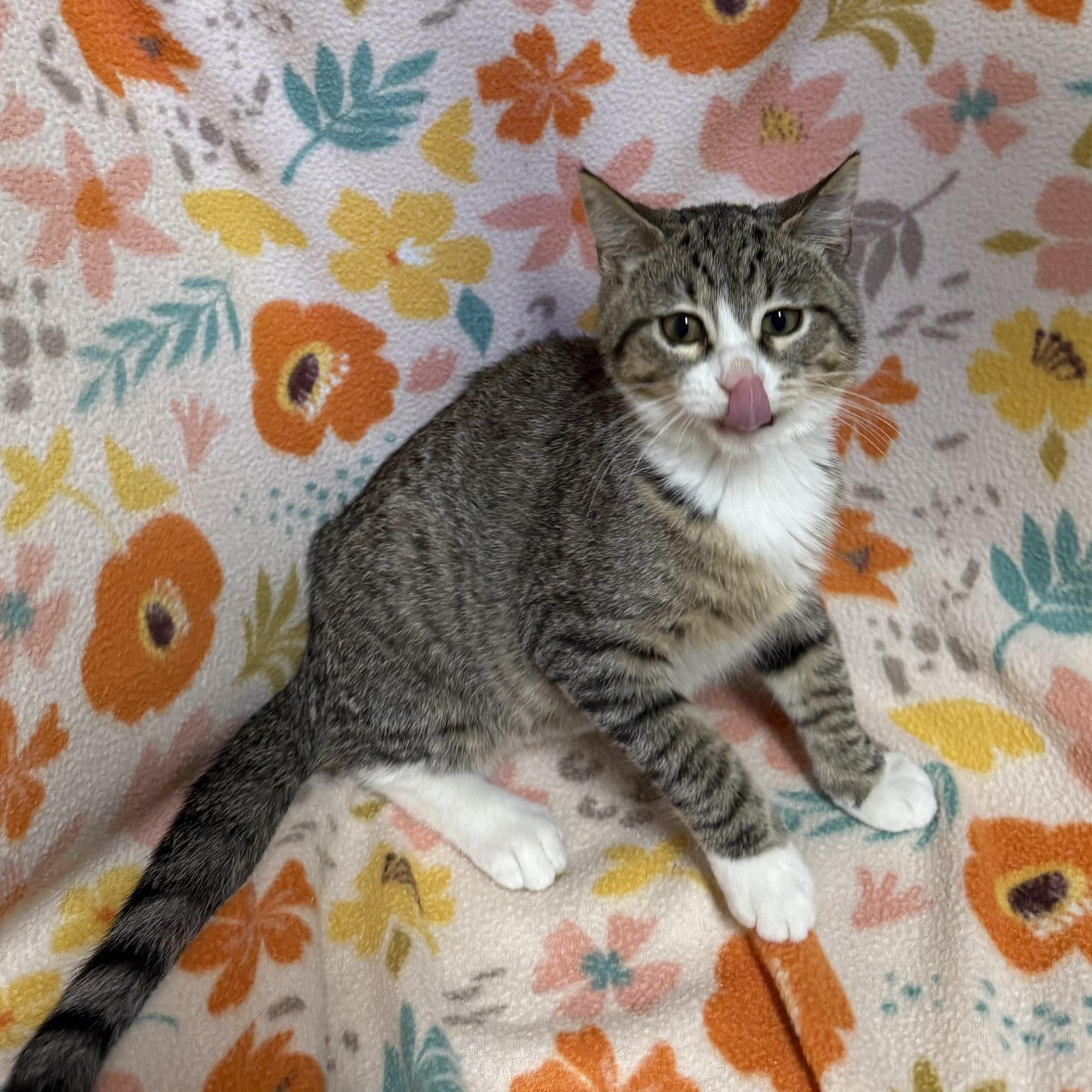 Tequila, Adoptable, Kitten Female Domestic Short Hair.