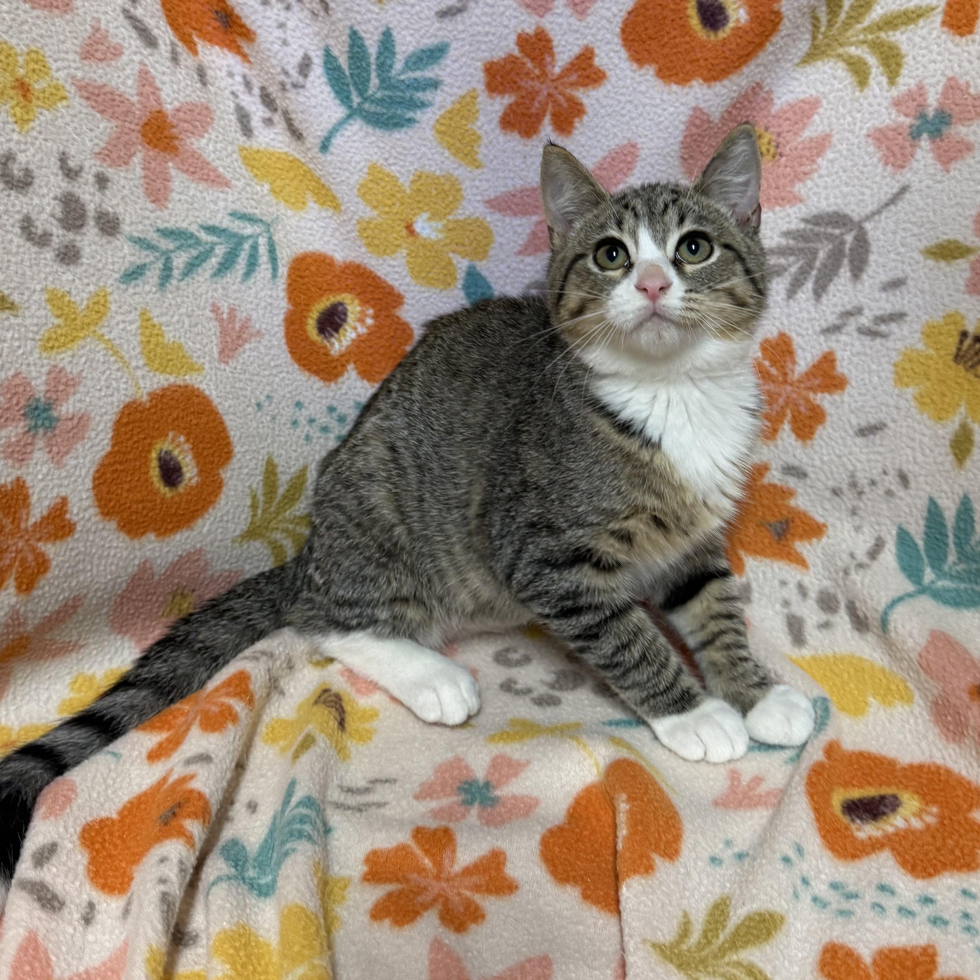 Enlarge Tequila, a Adoptable Domestic Short Hair in Anderson, SC image 2/3