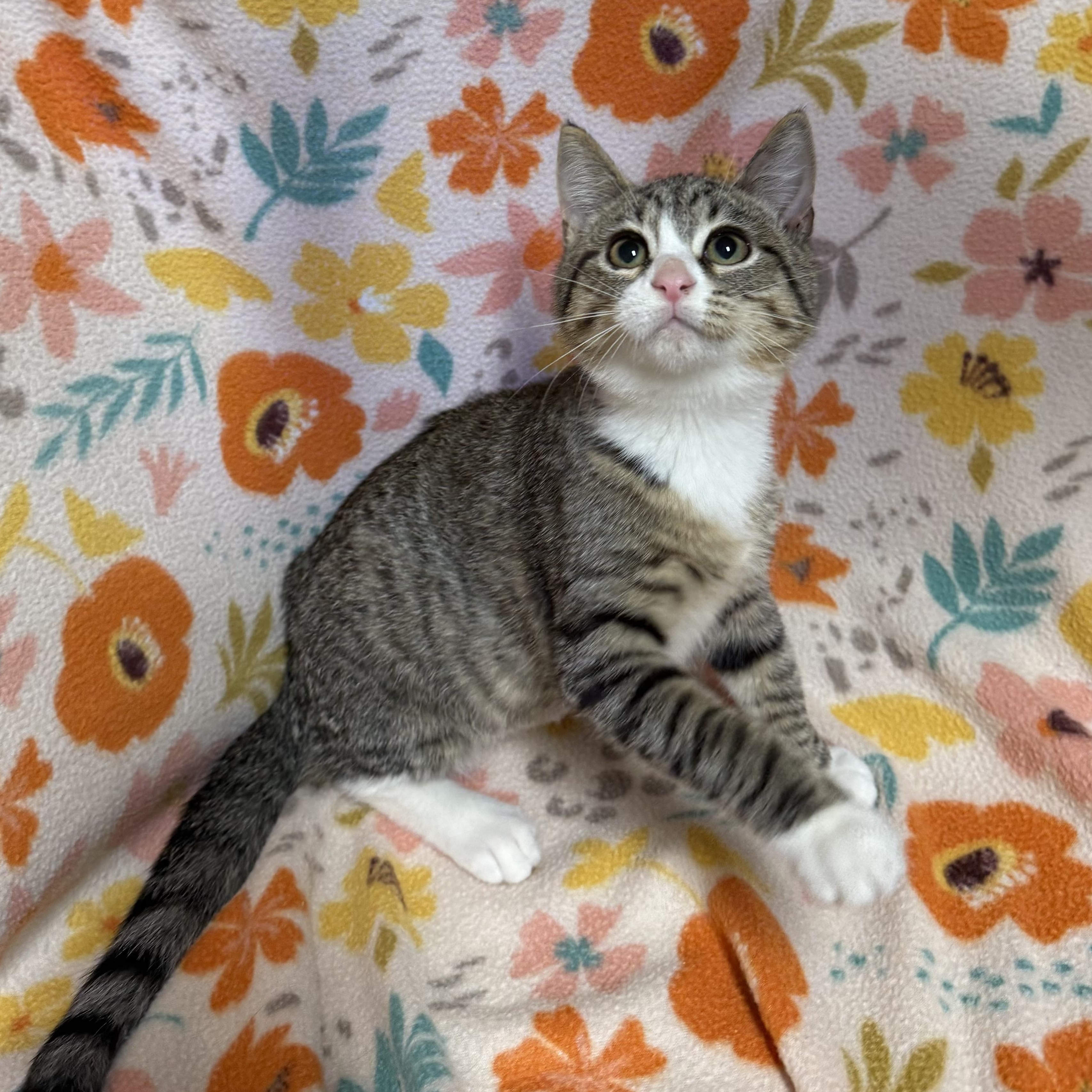 Enlarge Tequila, a Adoptable Domestic Short Hair in Anderson, SC image 3/3