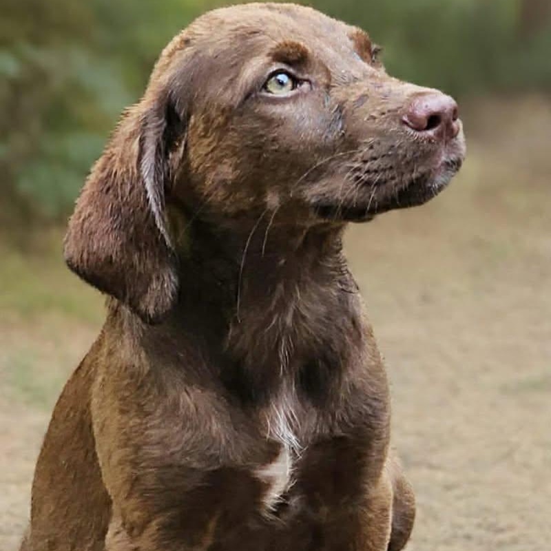 Chocolate Mousse, adopted, Puppy Male Chocolate Labrador Retriever.