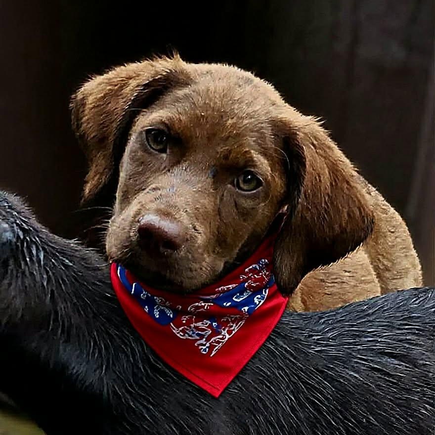 Chocolate Mousse, an adopted mixed breed in Bethpage, NY image 2/3