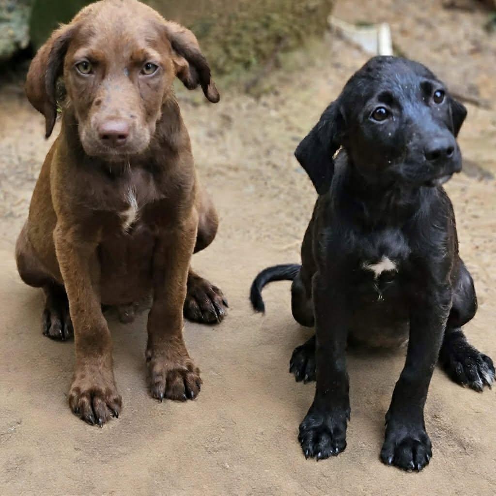 Chocolate Mousse, an adopted mixed breed in Bethpage, NY image 3/3