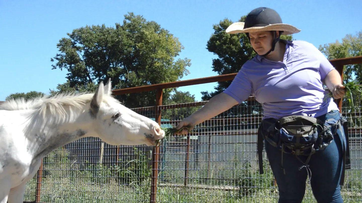 Enlarge Olaf, a Adoptable Donkey in Willard, MO image 3/6