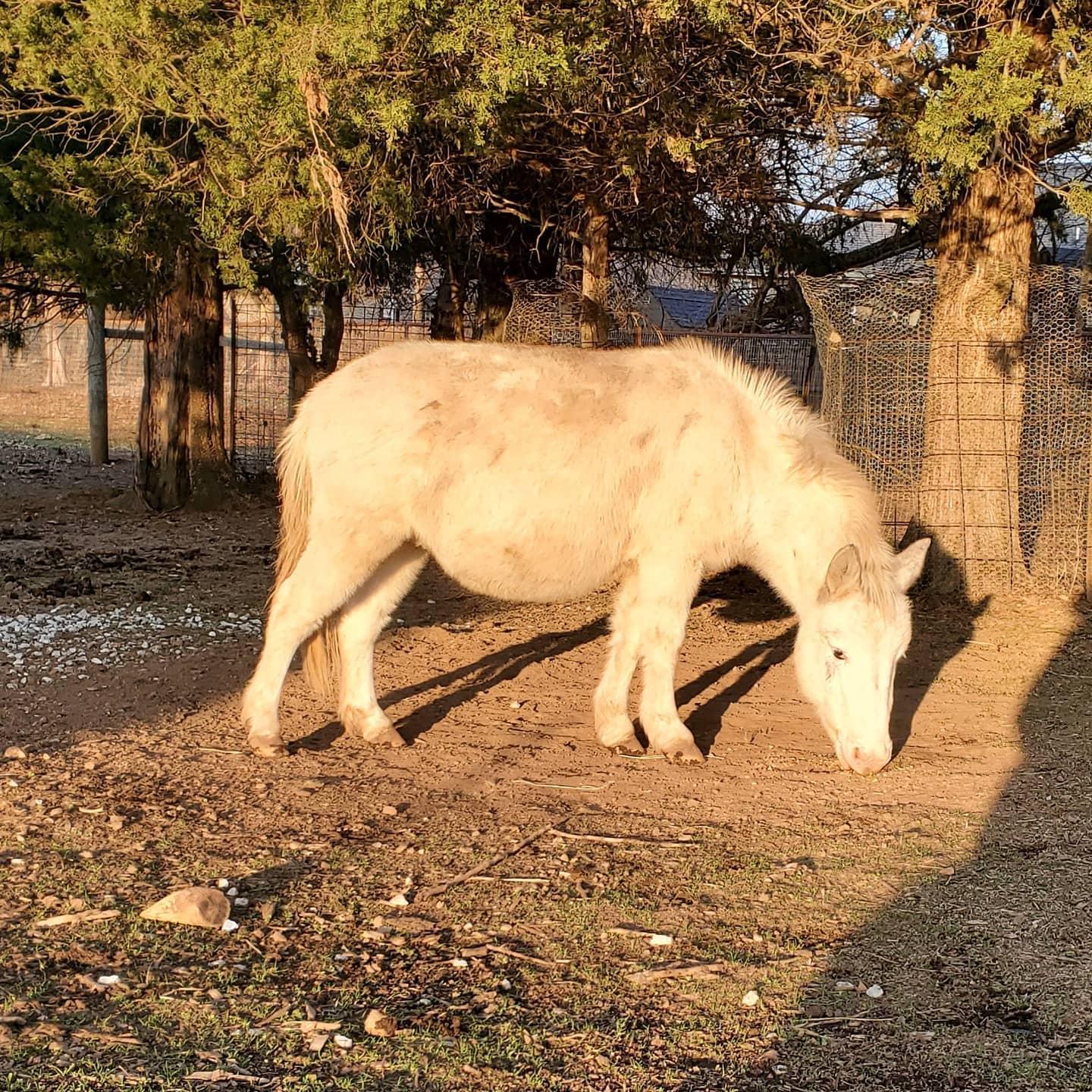 Enlarge Olaf, a Adoptable Donkey in Willard, MO image 5/6