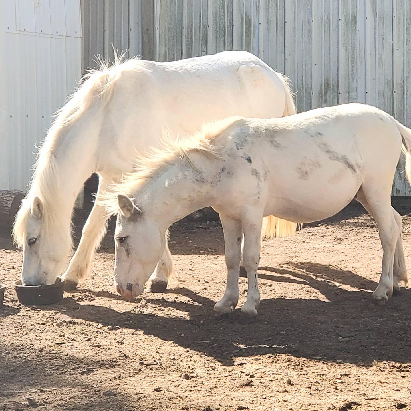 Enlarge Olaf, a Adoptable Donkey in Willard, MO image 6/6