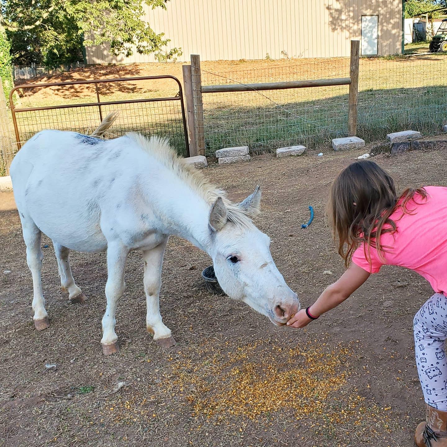 Enlarge Olaf, a Adoptable Donkey in Willard, MO image 4/6