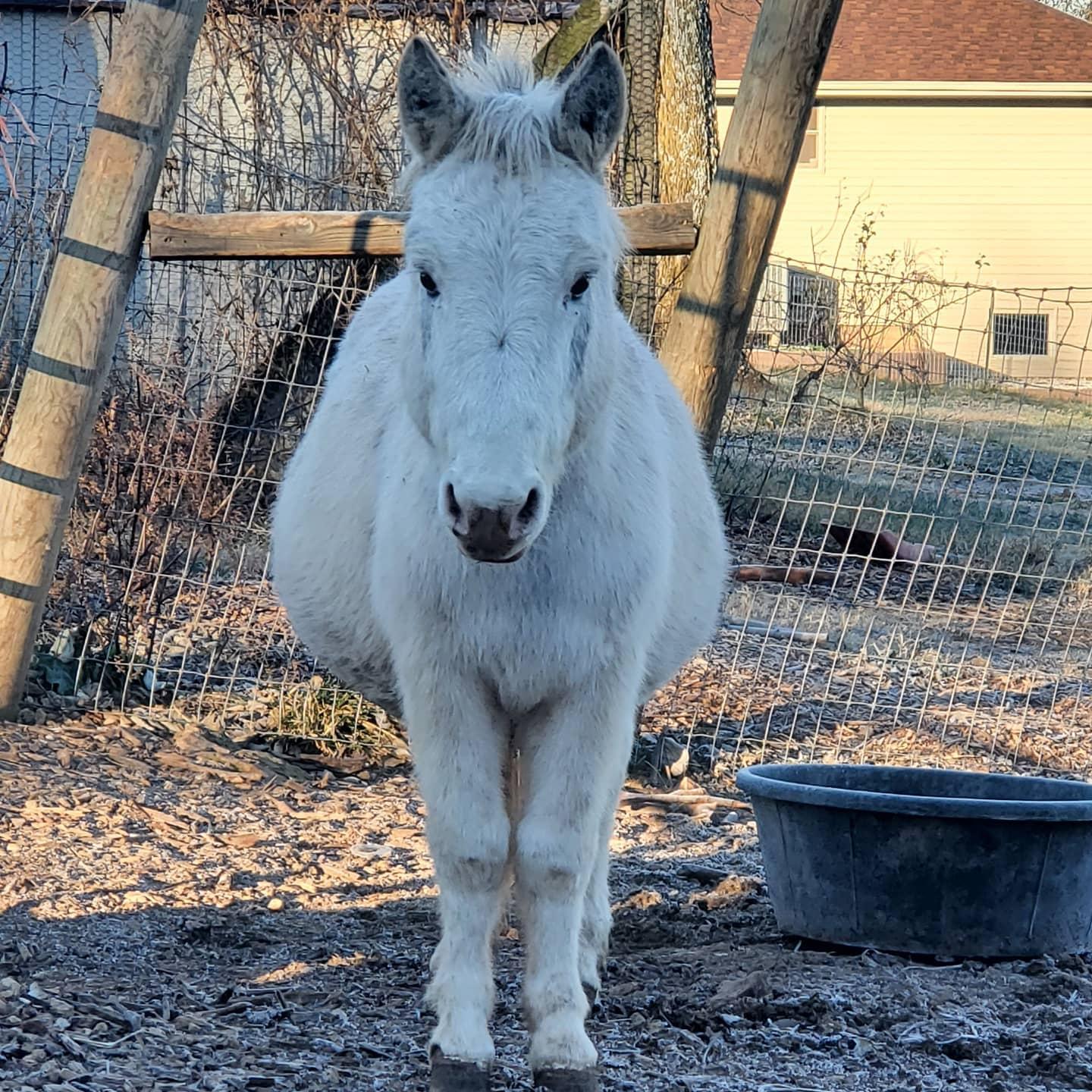Enlarge Olaf, a Adoptable Donkey in Willard, MO image 2/6