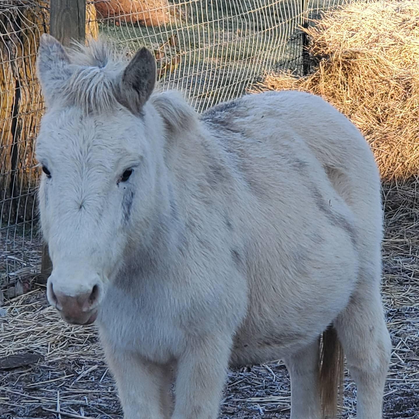 Olaf, Adoptable, Adult Male Donkey.