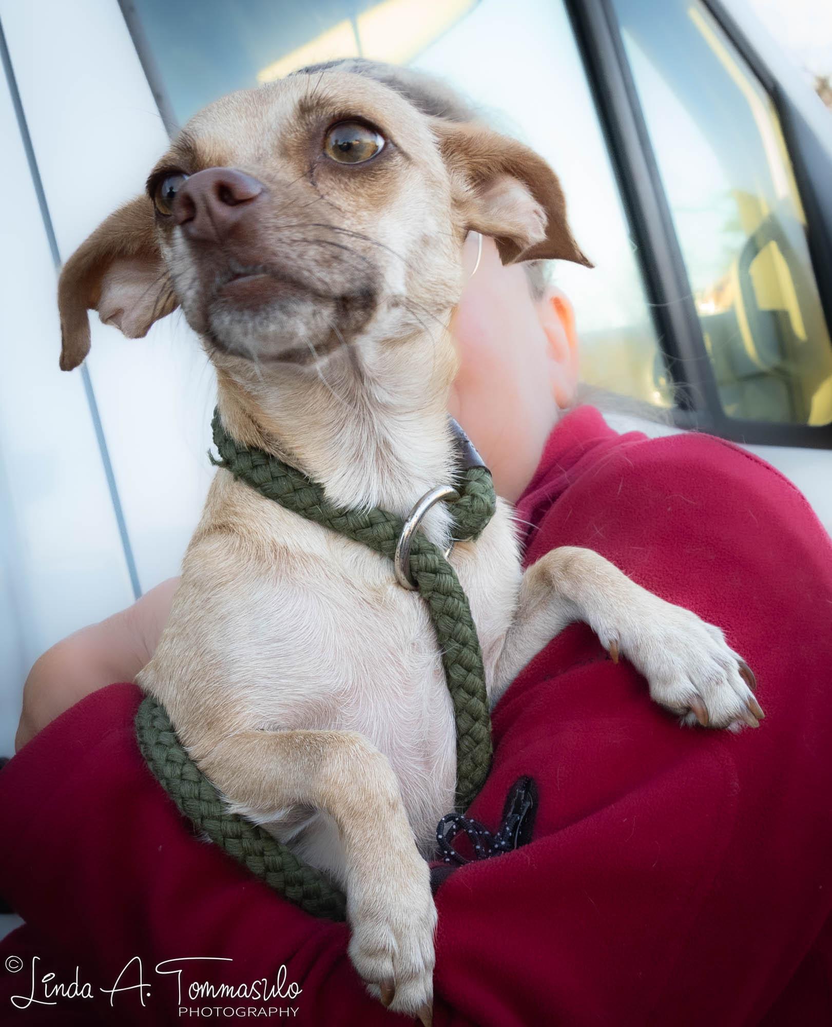 Monica, a Adopted mixed breed in Albany, NY image 1/5