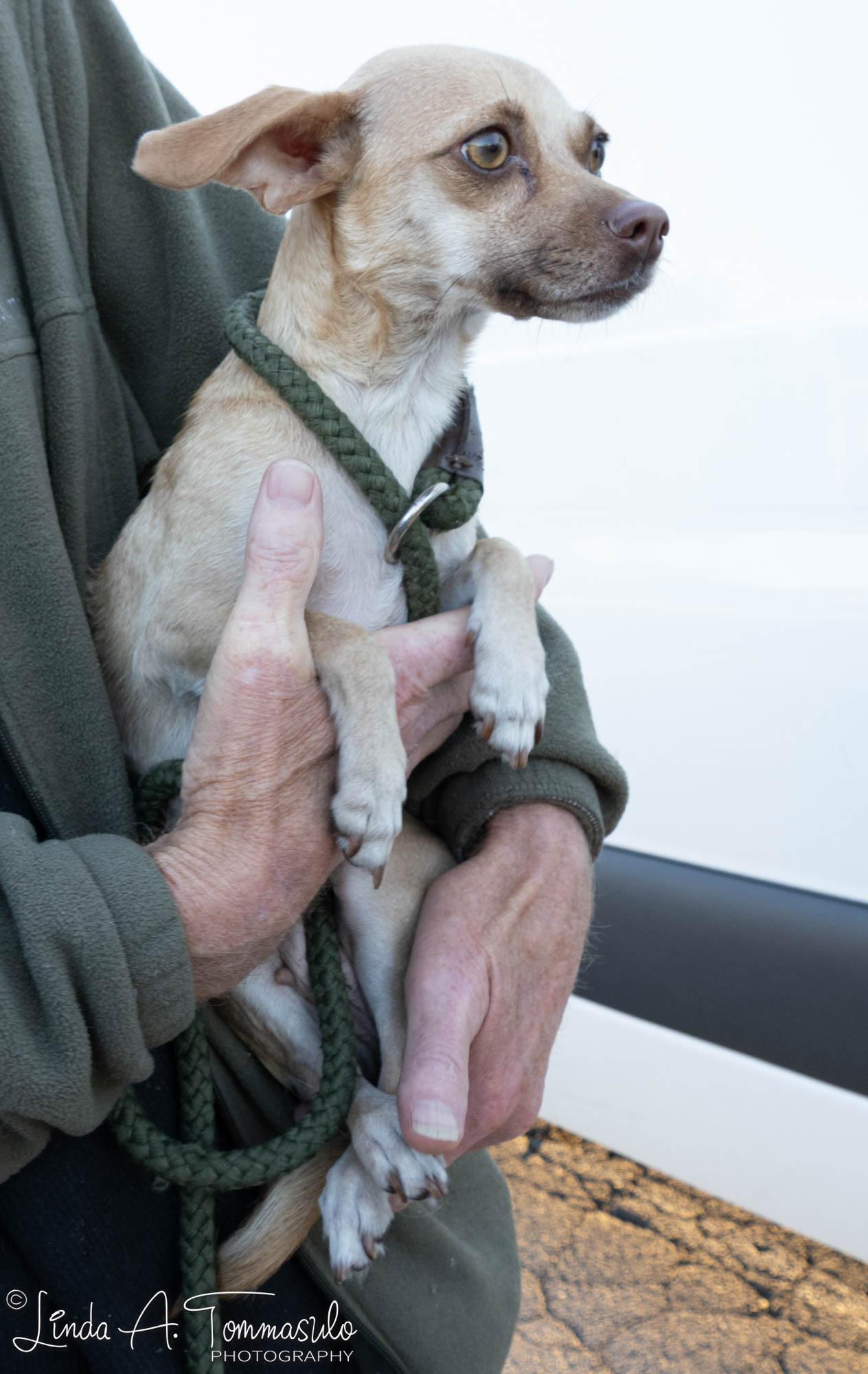 Monica, a Adopted mixed breed in Albany, NY image 2/5