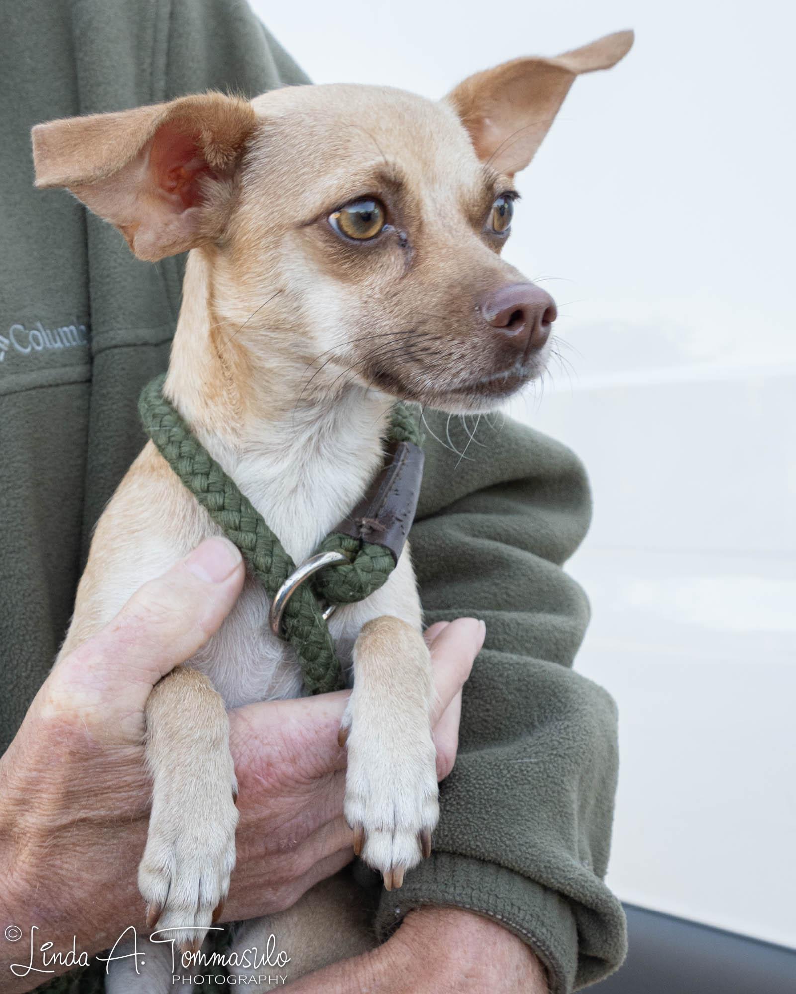 Monica, a Adopted mixed breed in Albany, NY image 3/5