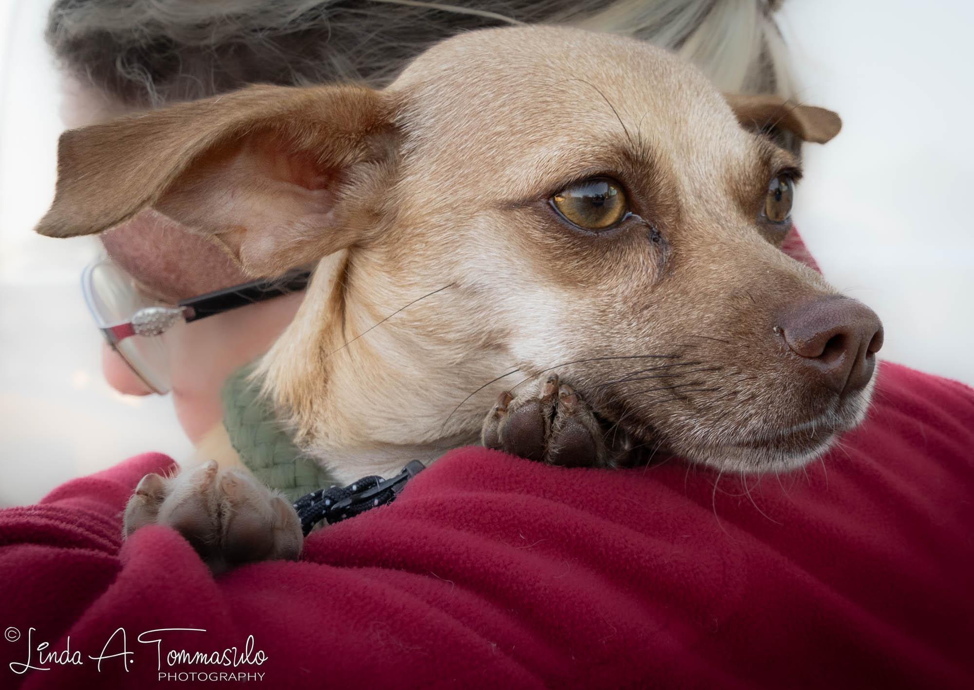 Monica, a Adopted mixed breed in Albany, NY image 4/5