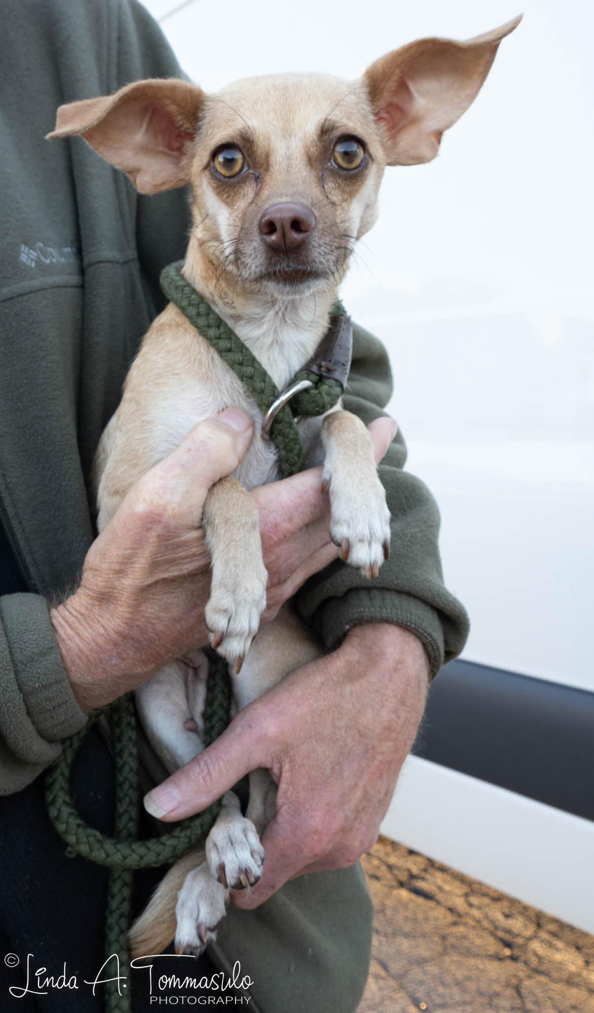 Monica, a Adopted mixed breed in Albany, NY image 5/5