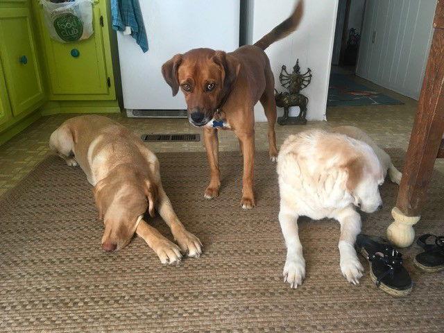 Toby Trent, Adoptable, Adult Male Mountain Cur.