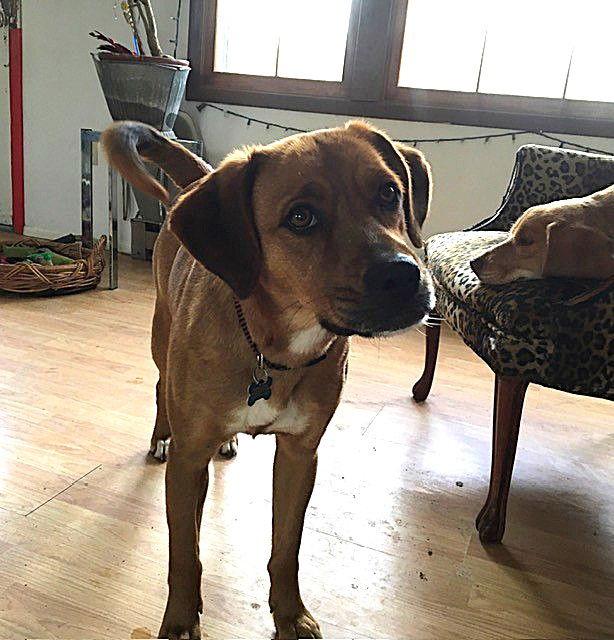 Enlarge Toby Trent, a Adoptable Mountain Cur in Union, WV image 2/3