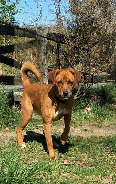 Enlarge Toby Trent, a Adoptable Mountain Cur in Union, WV image 3/3
