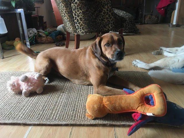 Enlarge Toby Trent, a Adopted Mountain Cur in Union, WV image 3/3