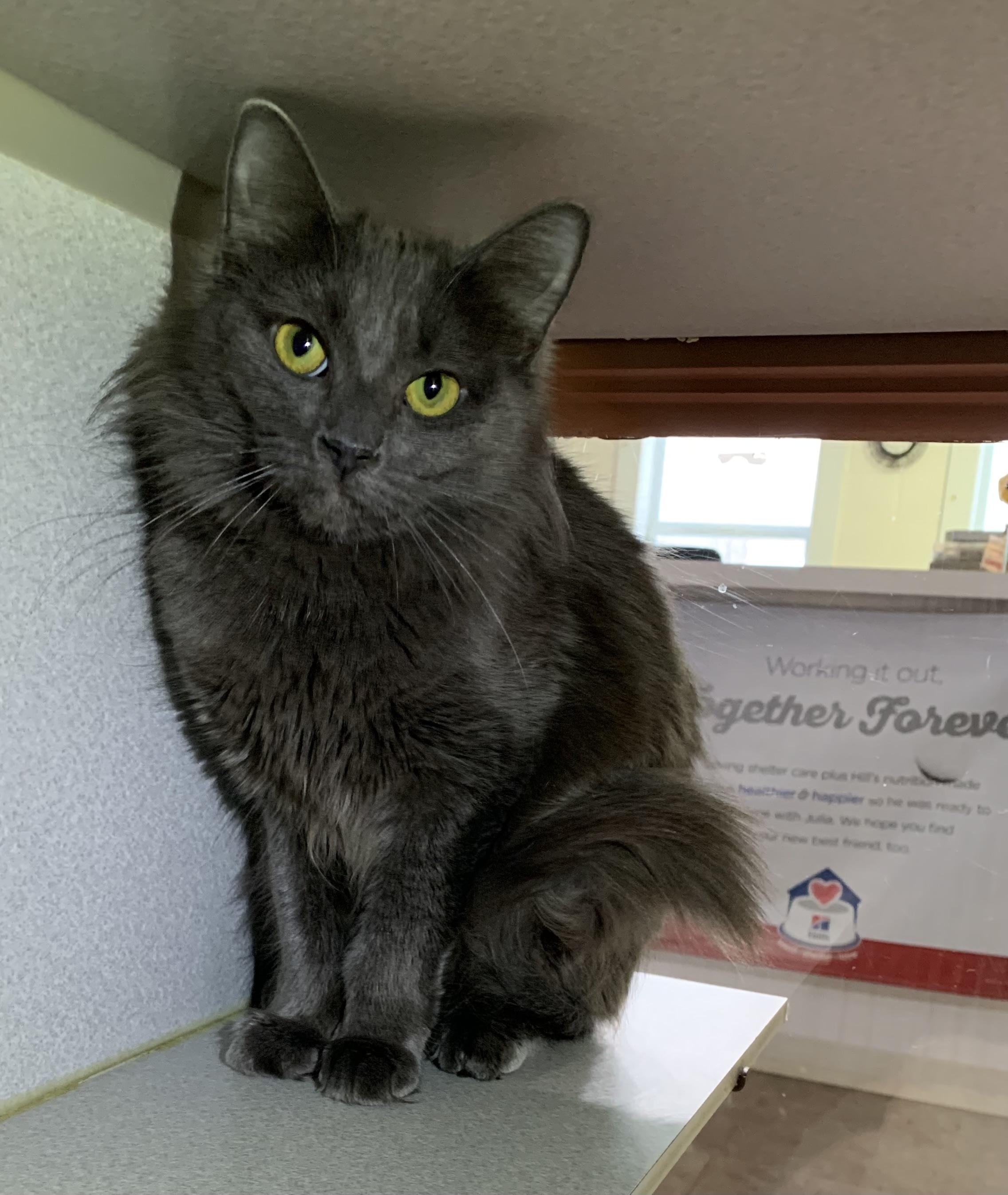 Misty, ADOPTABLE, Adult Female Domestic Medium Hair & Russian Blue.