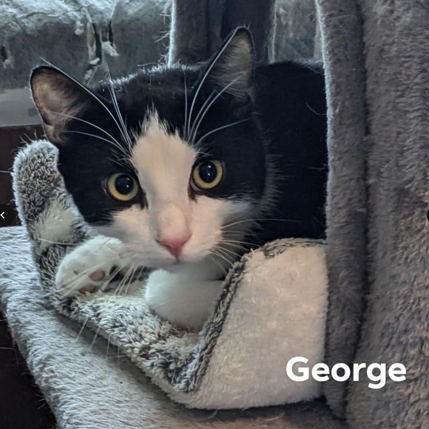 Enlarge George, a Adoptable Domestic Short Hair in Cincinnati, OH image 1/1