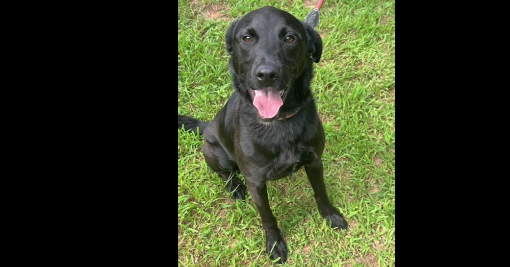 Jessie Jones, Adoptable, Adult Female Mixed Breed.