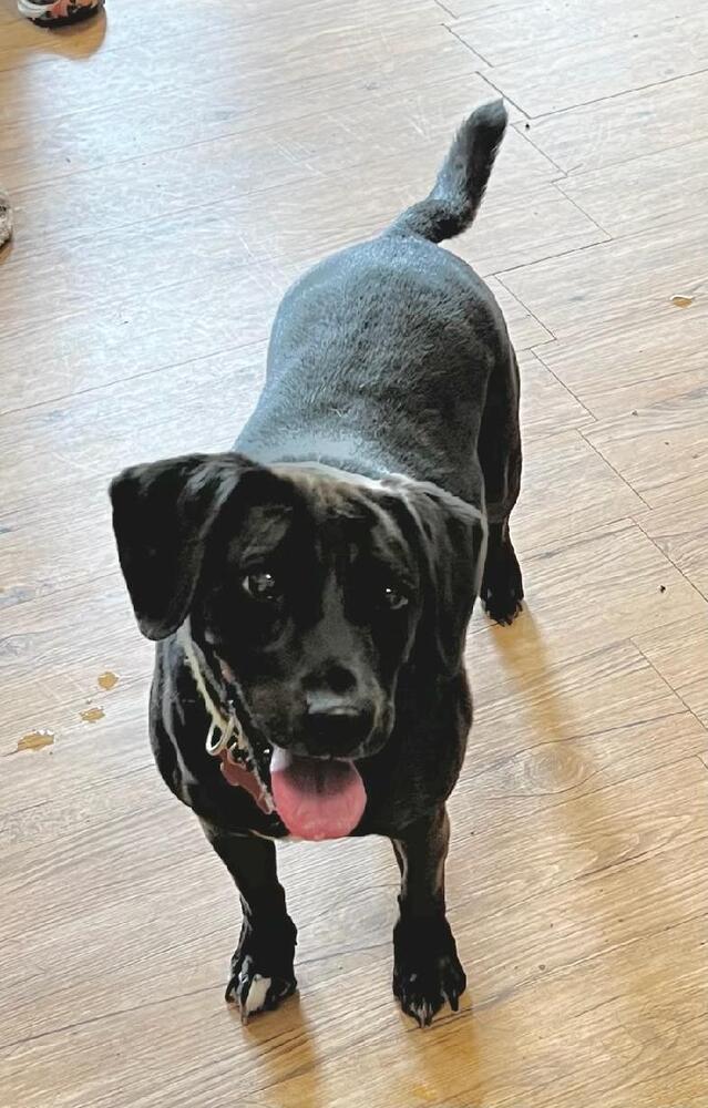 Enlarge Jessie Jones, a Adoptable mixed breed in Barnesville, GA image 2/2