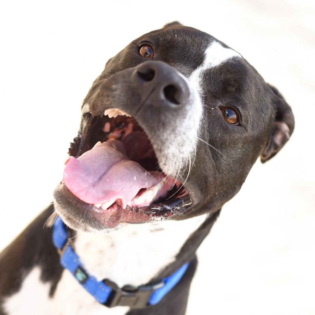 Enlarge Taco, a Adoptable American Staffordshire Terrier in Grand Rapids, MI image 1/6