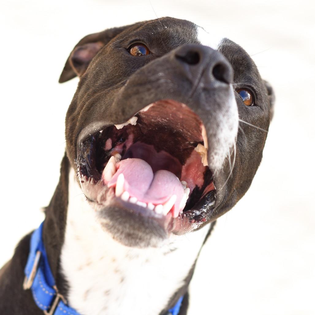Enlarge Taco, a Adoptable American Staffordshire Terrier in Grand Rapids, MI image 2/6