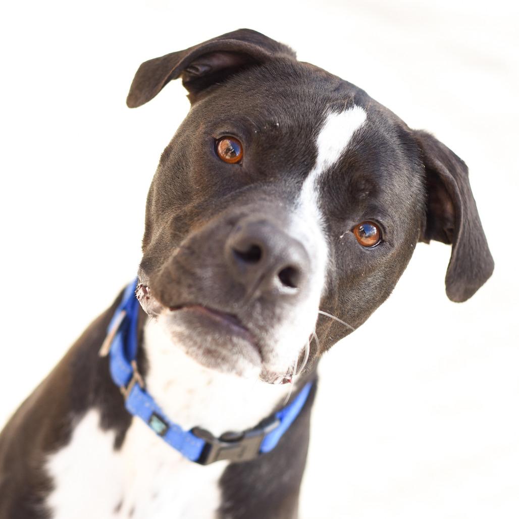 Enlarge Taco, a Adoptable American Staffordshire Terrier in Grand Rapids, MI image 3/6