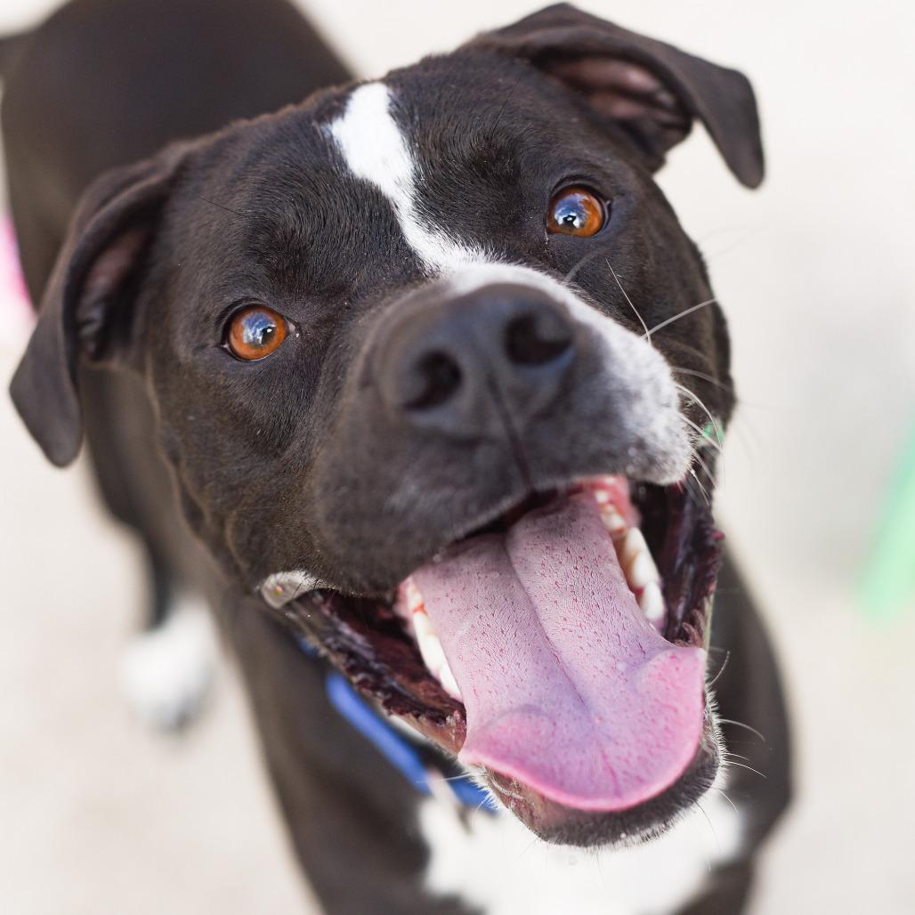 Enlarge Taco, a Adoptable American Staffordshire Terrier in Grand Rapids, MI image 4/6