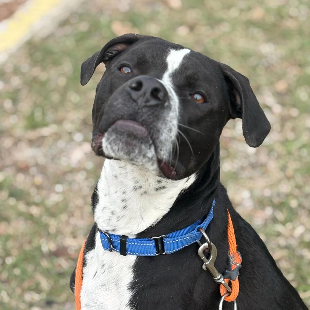 Enlarge Taco, a Adoptable American Staffordshire Terrier in Grand Rapids, MI image 5/6