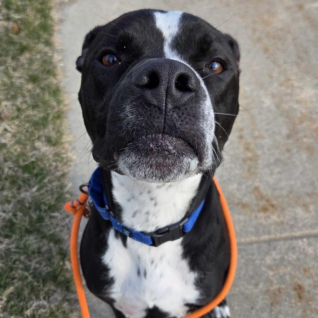 Enlarge Taco, a Adoptable American Staffordshire Terrier in Grand Rapids, MI image 6/6