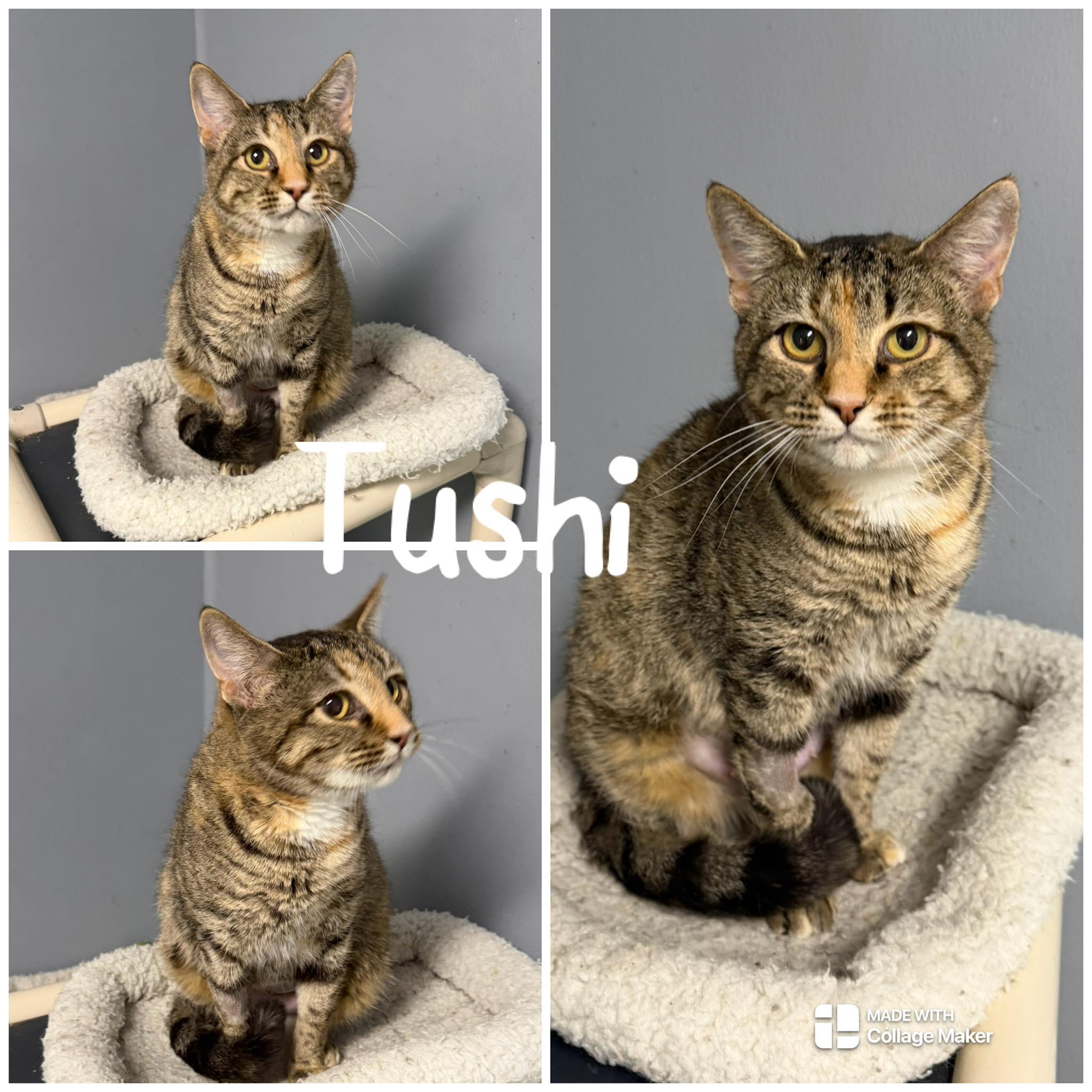 Tushi, ADOPTABLE, Adult Female Domestic Short Hair.