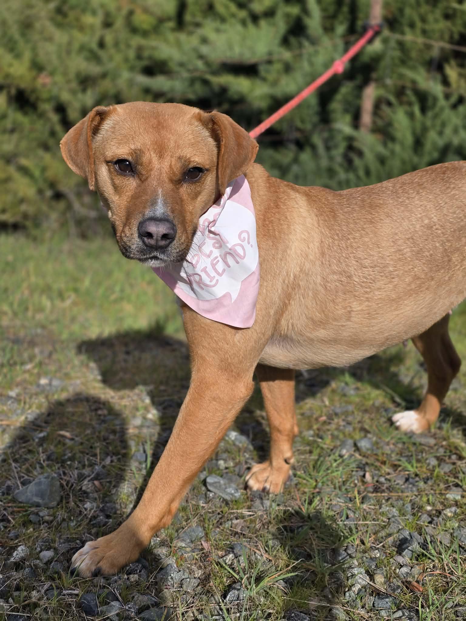Enlarge Lovely, an adopted mixed breed in Grants Pass, OR image 3/5