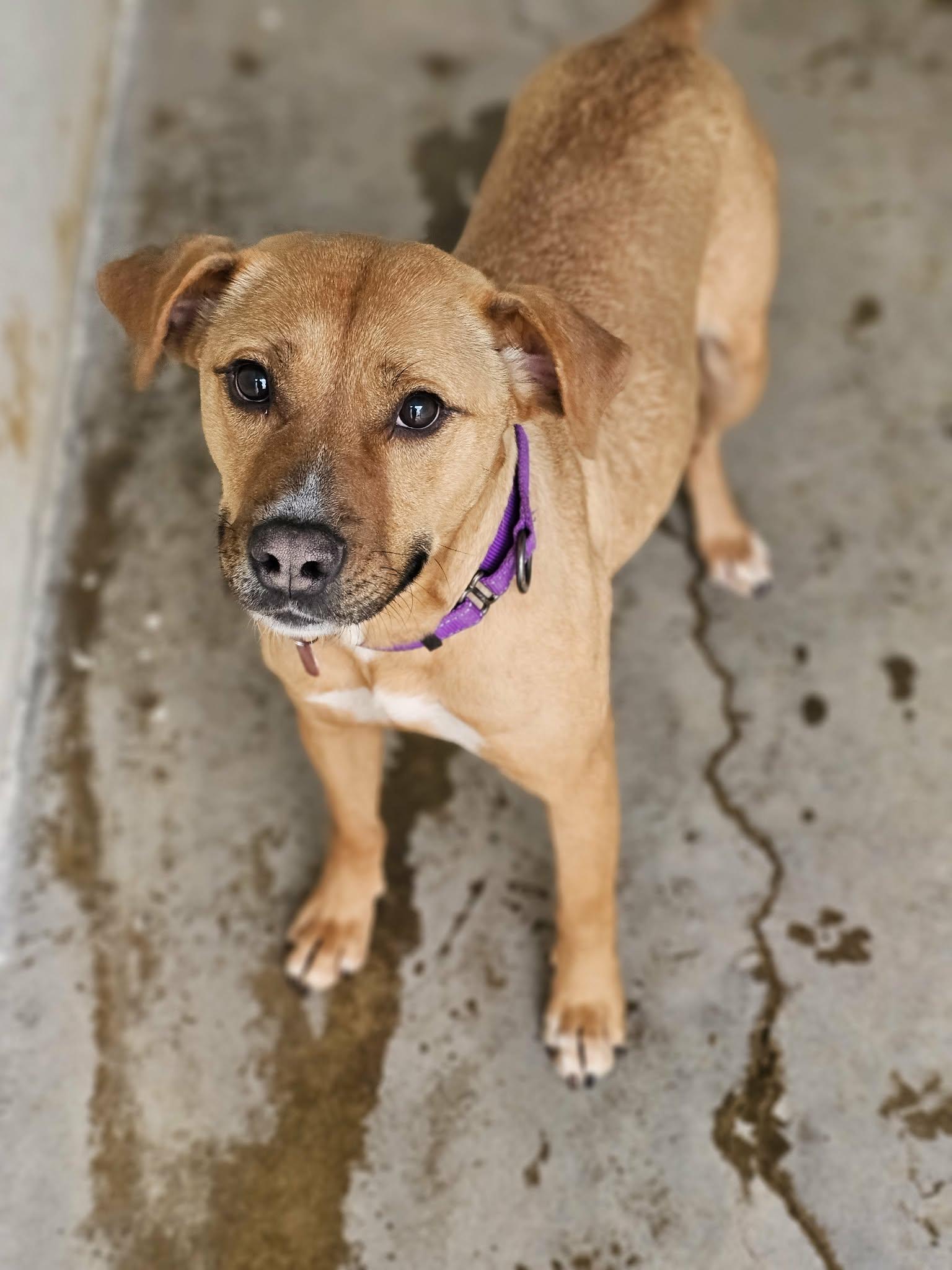 Enlarge Lovely, an adopted mixed breed in Grants Pass, OR image 5/5
