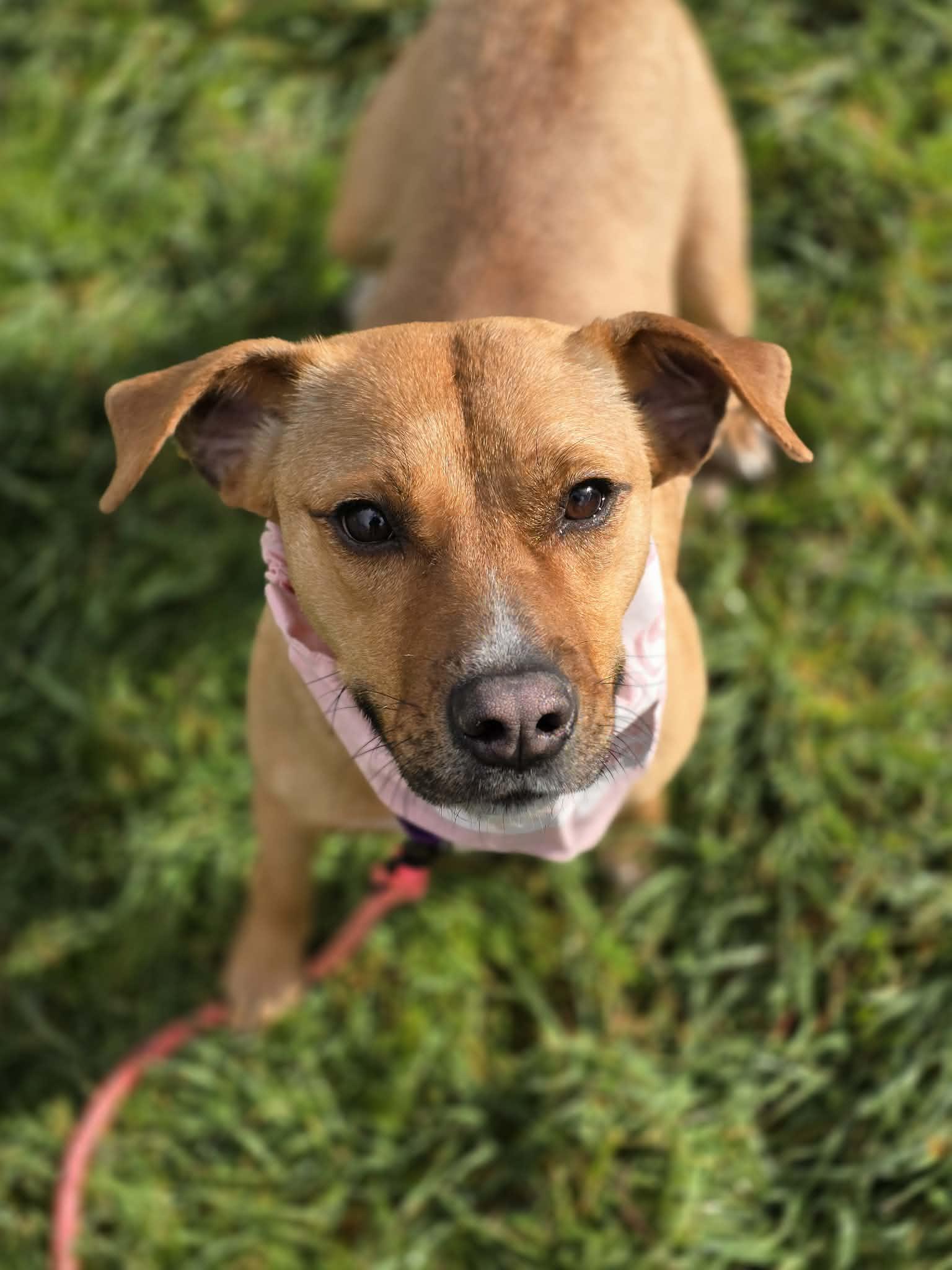 Enlarge Lovely, an adopted mixed breed in Grants Pass, OR image 2/5