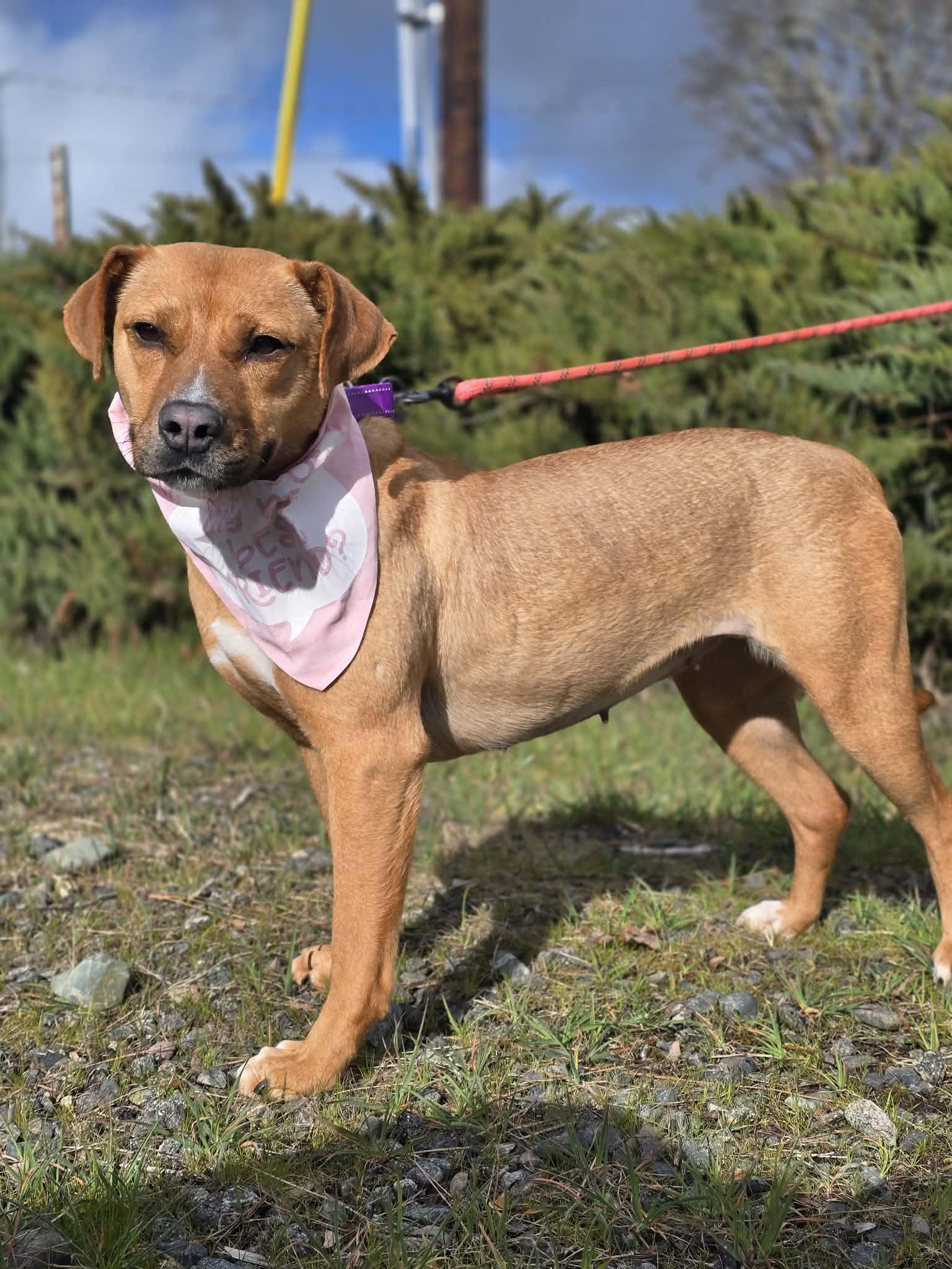 Enlarge Lovely, an adopted mixed breed in Grants Pass, OR image 4/5