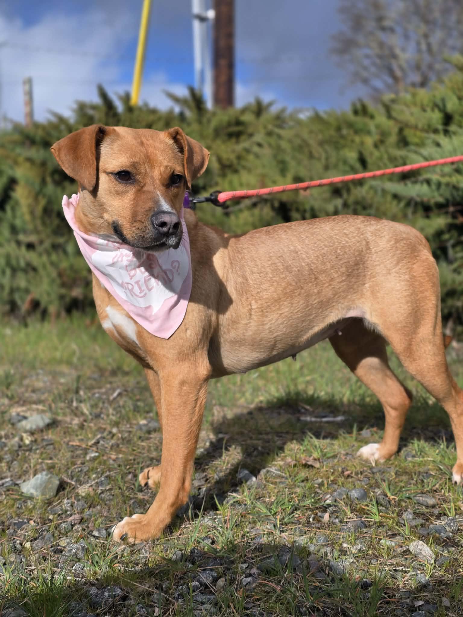 Lovely, adopted, Young Female Labrador Retriever.