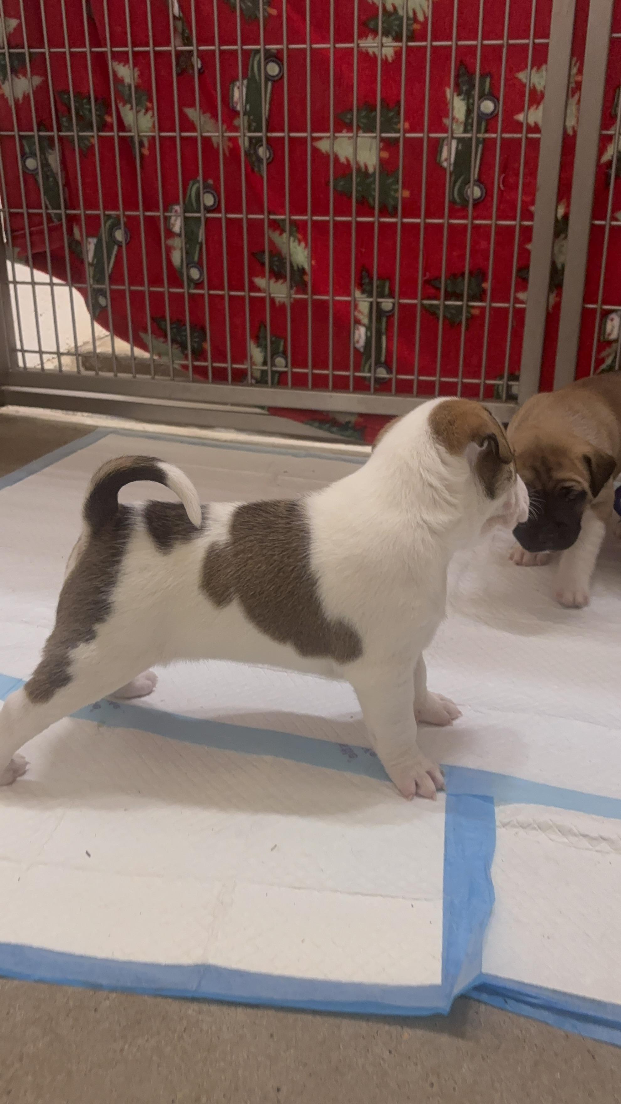 Enlarge Peanut, a Adoptable Mixed Breed in Collierville, TN image 3/6