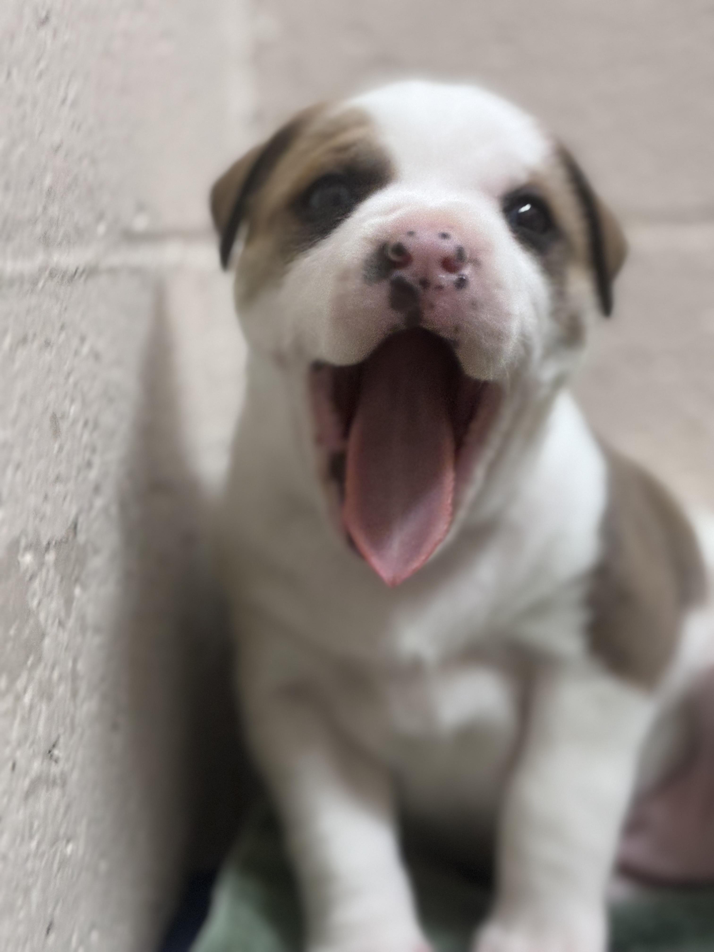 Enlarge Peanut, a Adoptable Mixed Breed in Collierville, TN image 4/6