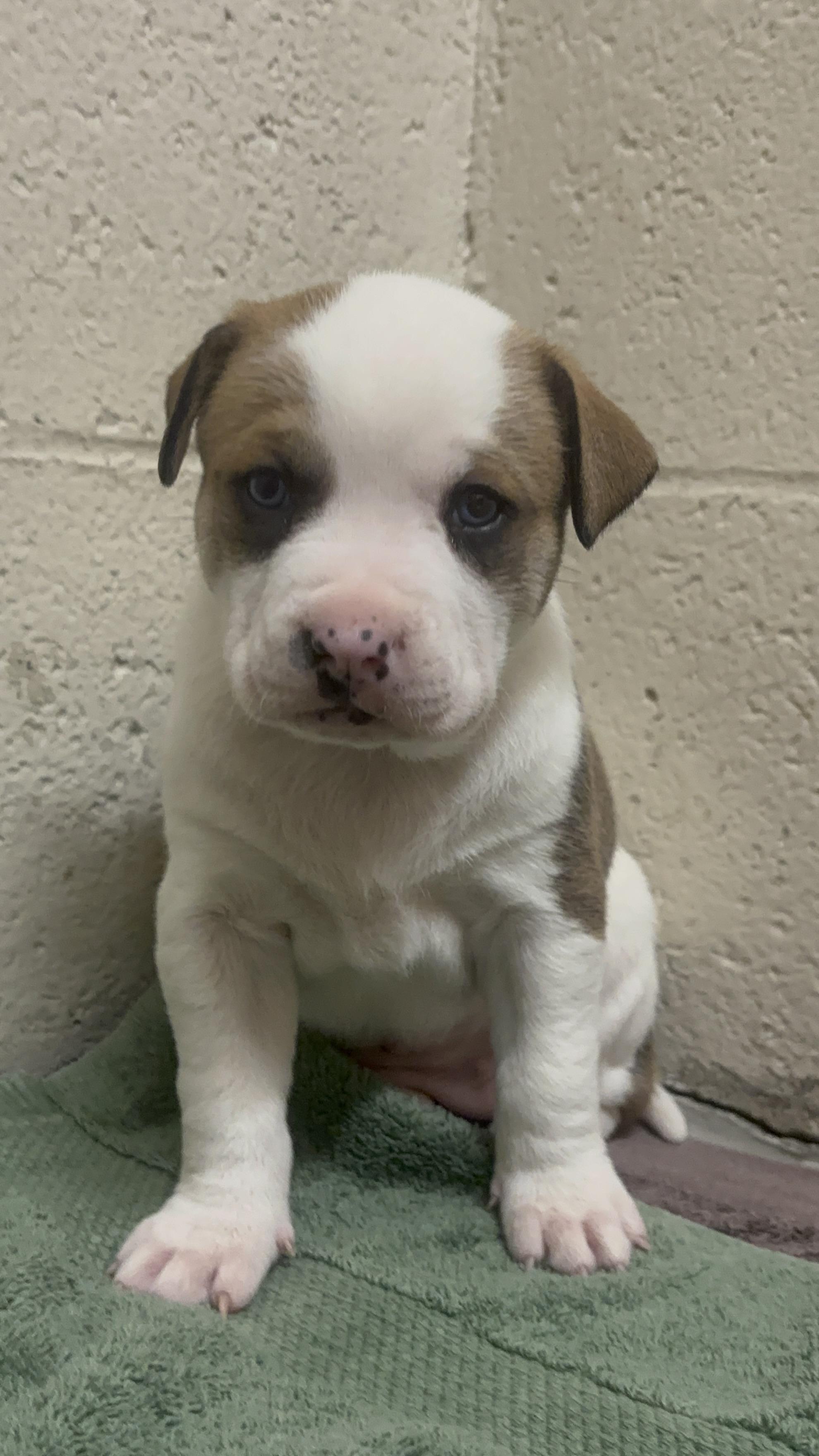 Enlarge Peanut, a Adoptable Mixed Breed in Collierville, TN image 5/6