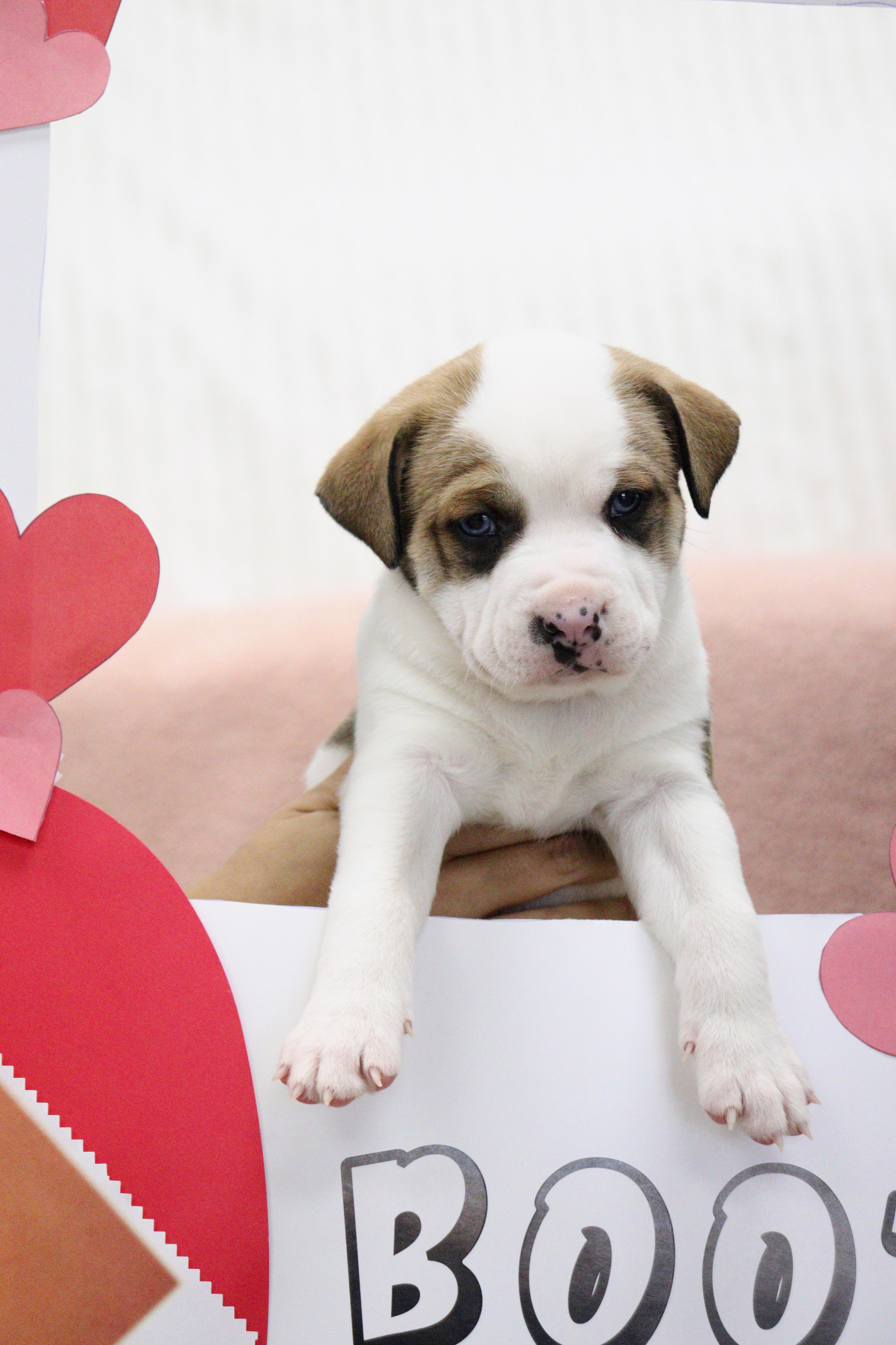 Enlarge Peanut, a Adoptable Mixed Breed in Collierville, TN image 2/6