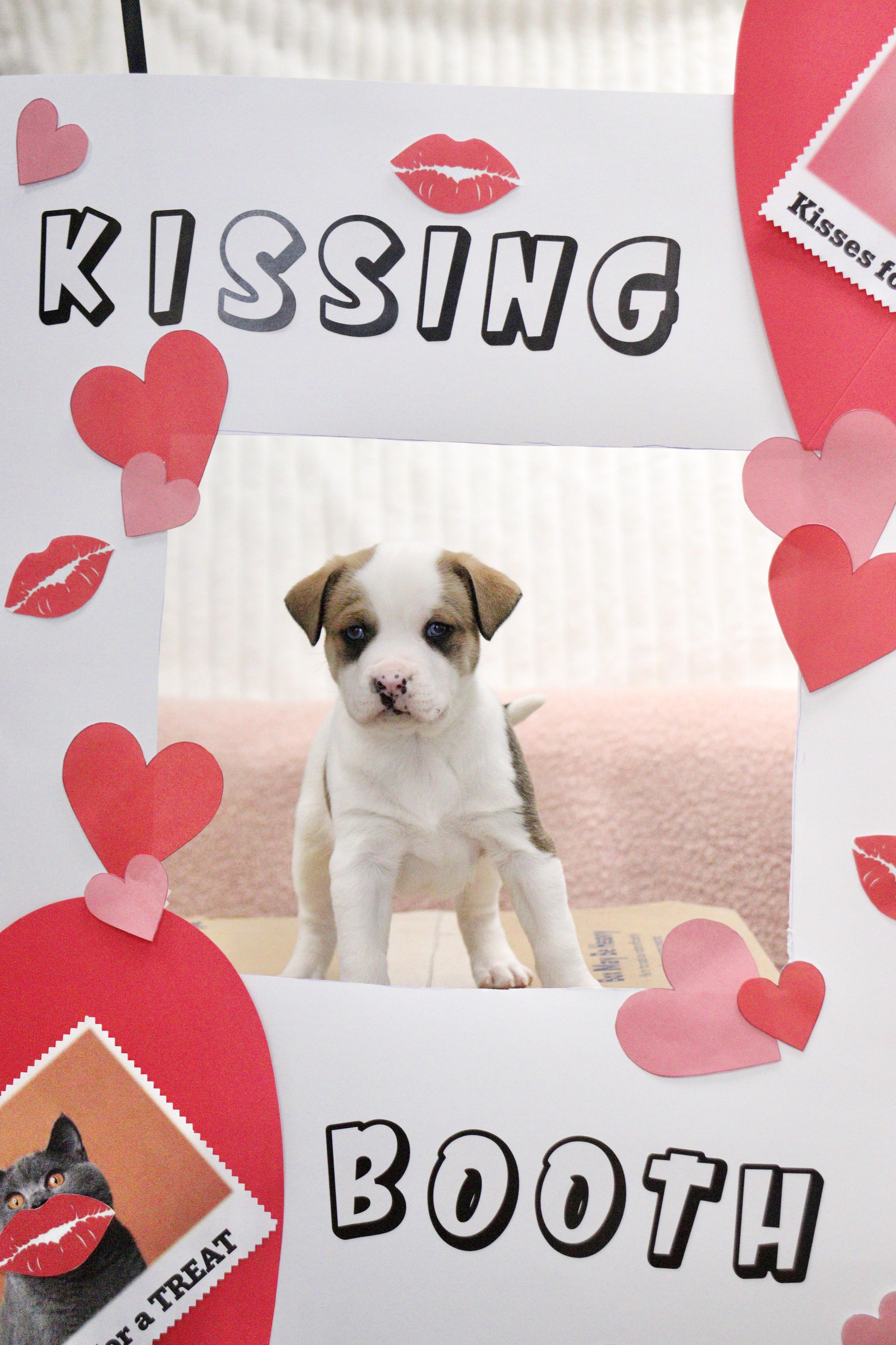 Enlarge Peanut, a Adoptable Mixed Breed in Collierville, TN image 6/6