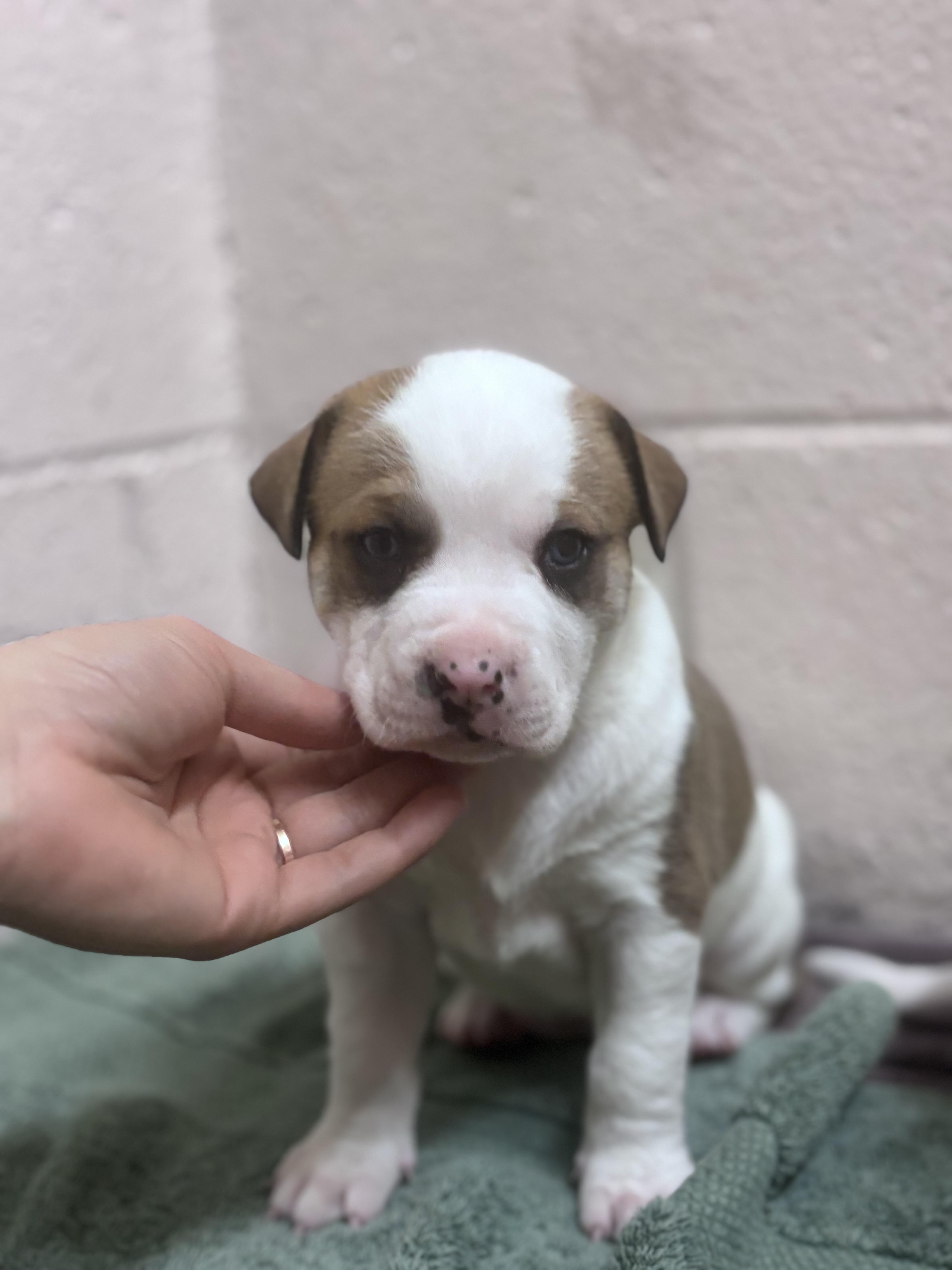 Enlarge Peanut, a Adoptable Mixed Breed in Collierville, TN image 1/6