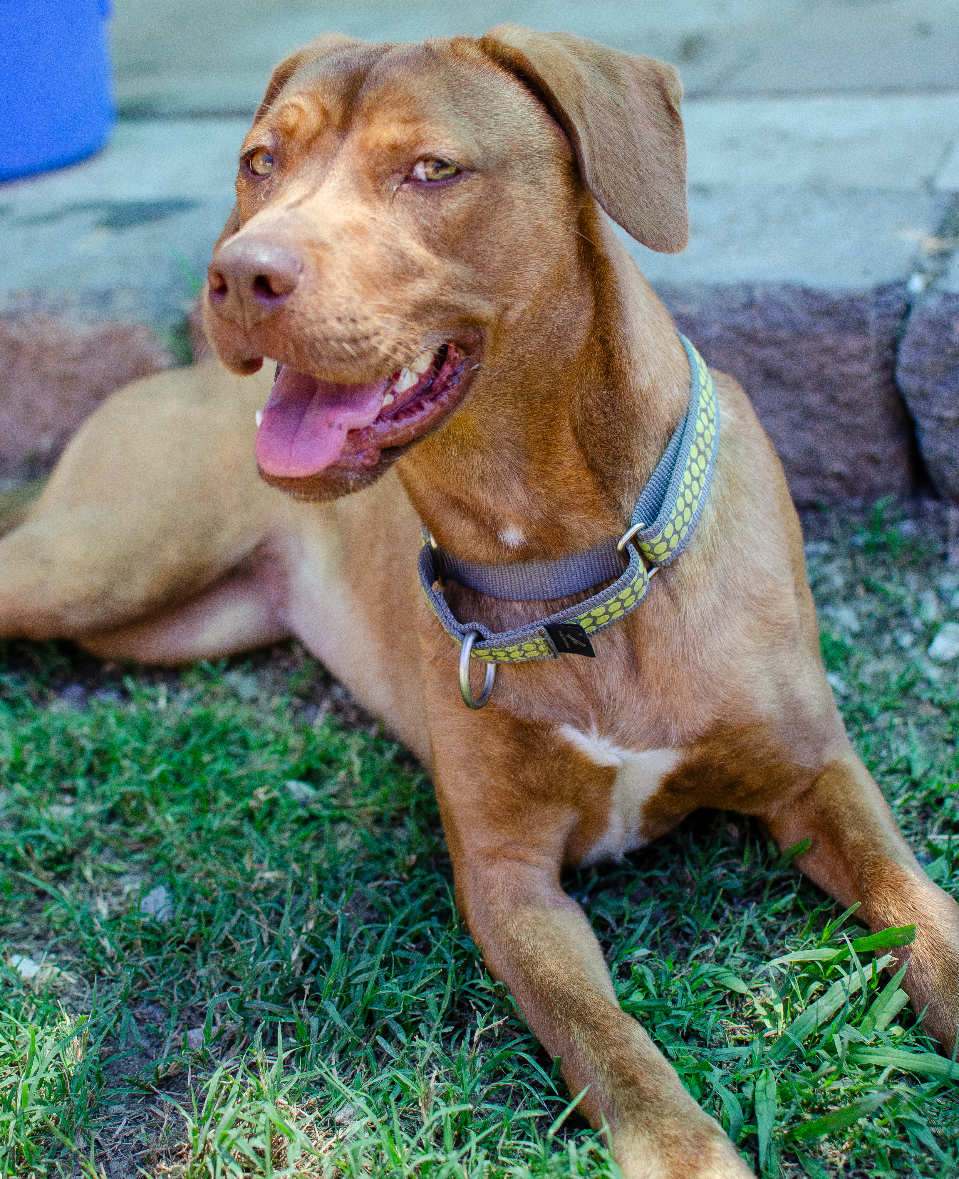 Holly, a Adopted mixed breed in Midlothian, VA image 3/4